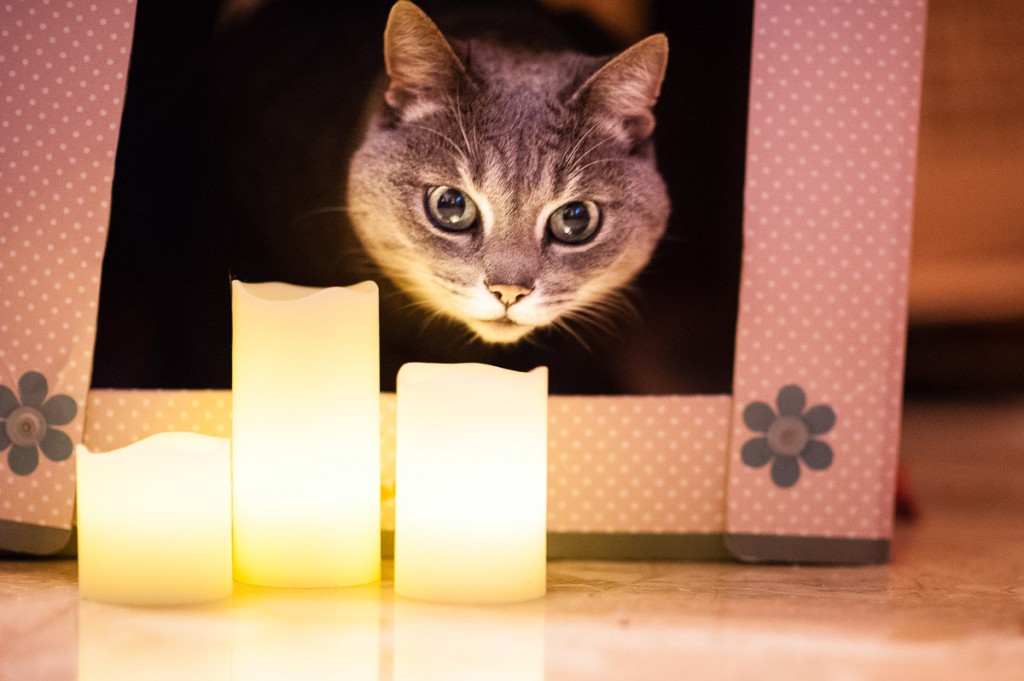 Decorazioni natalizie sicure per i gatti: ecco i miei consigli! ~ La  psicologa dei gatti