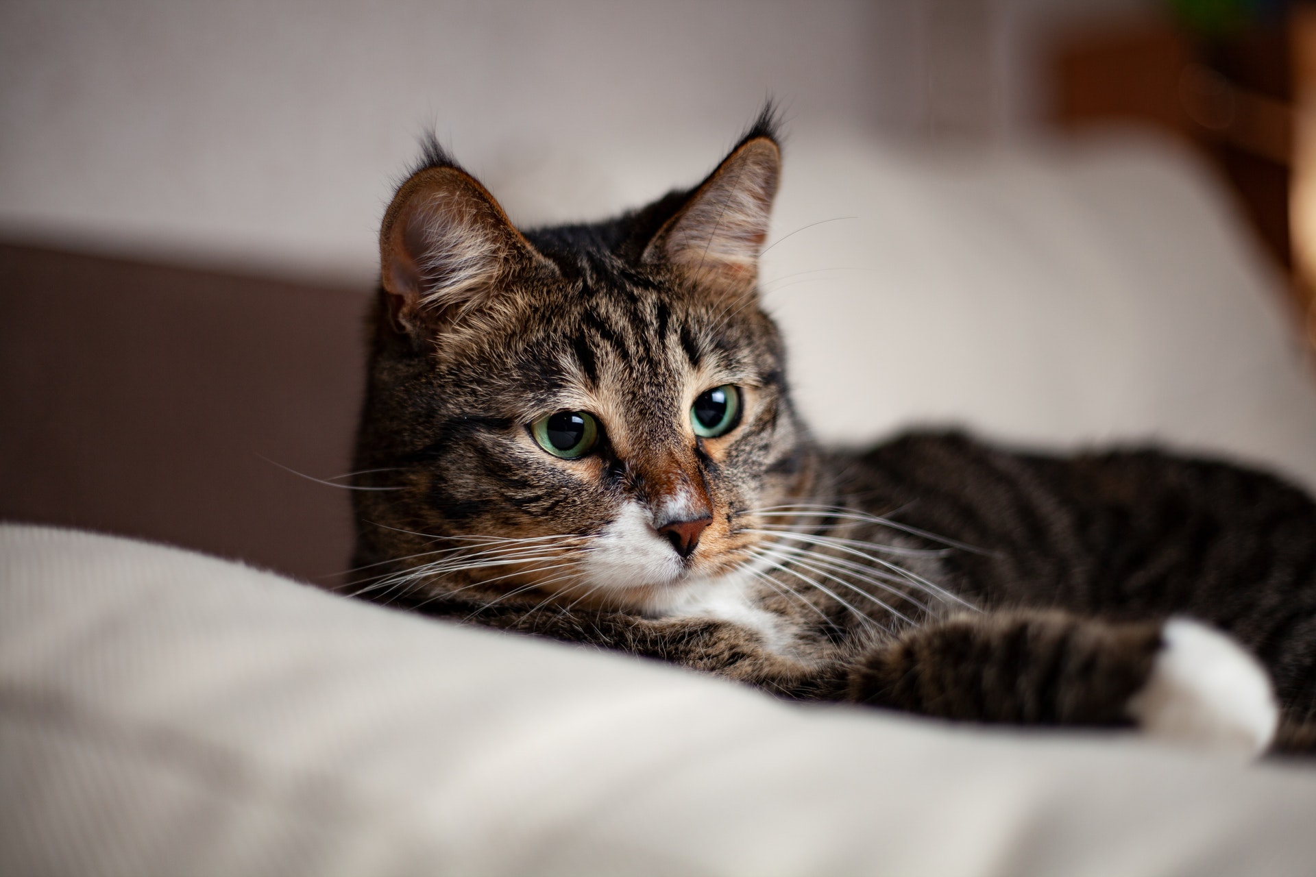 Cambio casa con gatto: i consigli per gestire il trasloco · APM Traslochi